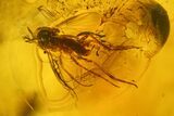 Two Fossil Flies (Diptera) and a Mite (Acari) in Baltic Amber #139027-2